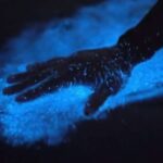 Orlando: Bioluminescence Kayak Adventure - A Closer Look at the Itinerary