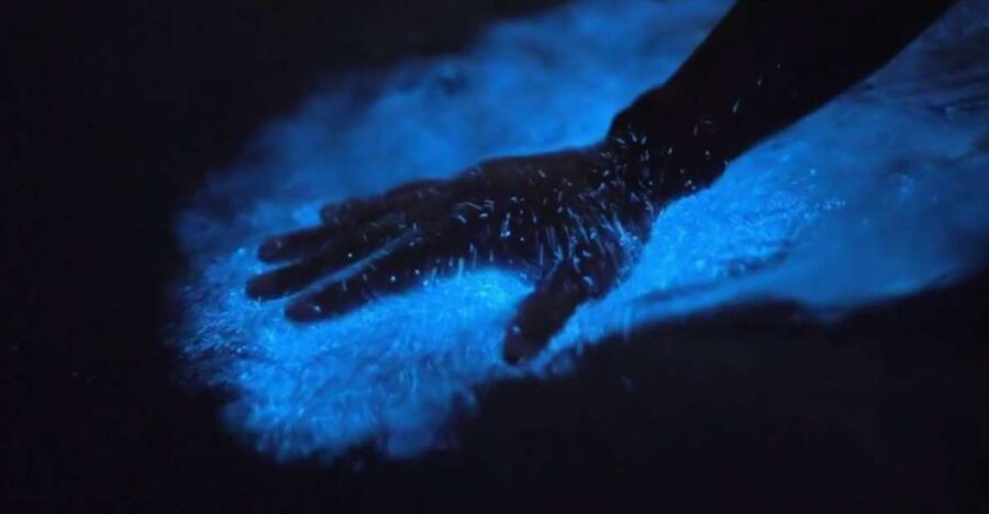 Orlando: Bioluminescence Kayak Adventure - A Closer Look at the Itinerary