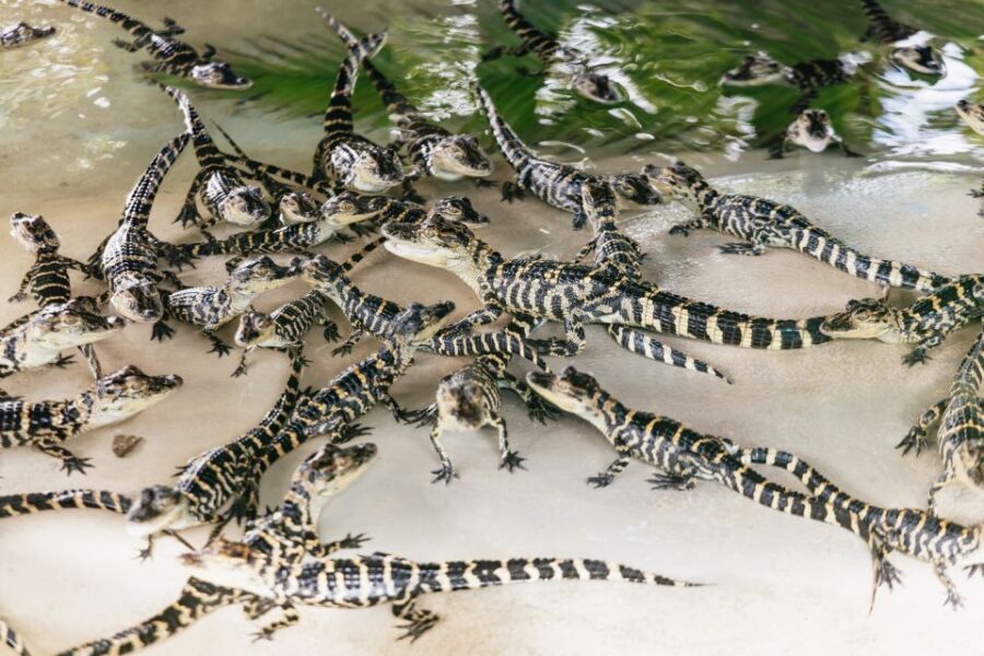 Orlando: Gatorland Skip-the-Line Ticket - The Value of Your Gatorland Experience