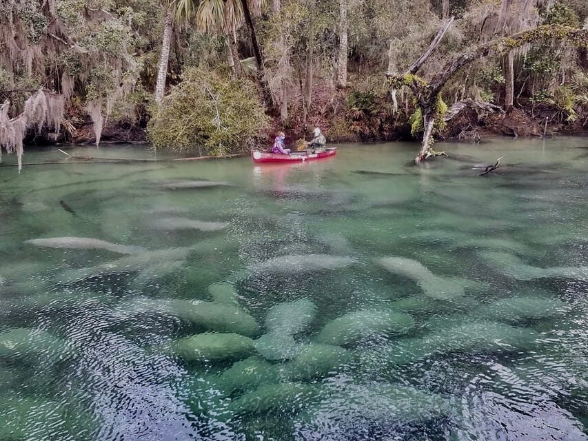 Orlando: Kayaking Tour with Manatee Encounter - The Sum Up