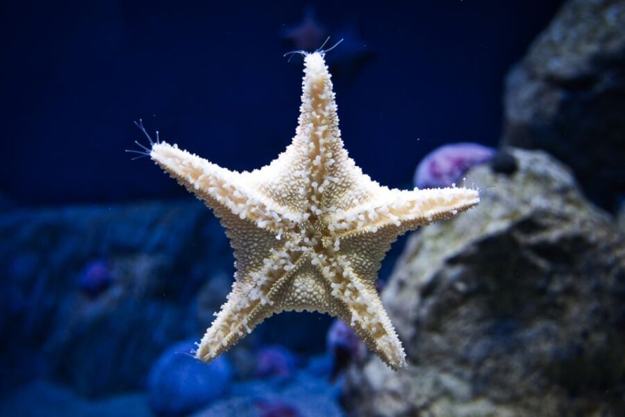 Orlando: Madame Tussauds and SEA LIFE Aquarium Combo Ticket - What Makes This Combo Special?
