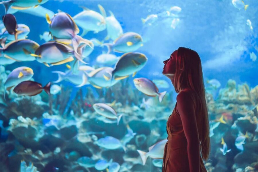 Orlando: SEA LIFE Orlando Aquarium - The Value of the Experience