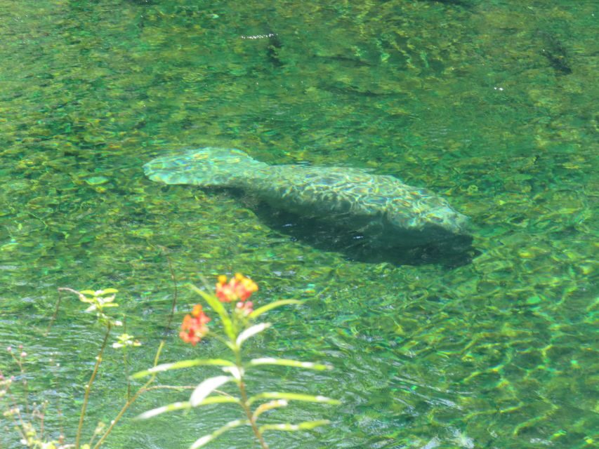 Orlando: Small Group Manatee Discovery Kayak Tour - The Itinerary in Detail