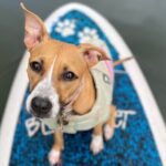 Paddle Board Hale'iwa with Rescue Dogs - The Authentic Touch: Reviews from Past Guests