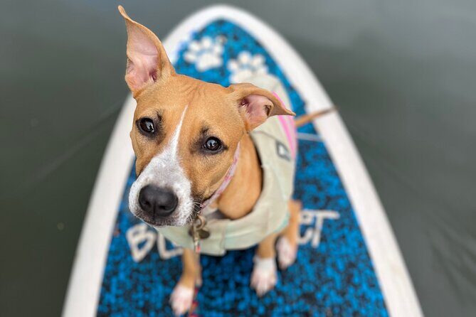 Paddle Board Hale'iwa with Rescue Dogs - The Authentic Touch: Reviews from Past Guests