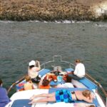 Palomino Islands Yacht Tour and swim alongside the sea lions - Practical Details and What to Expect
