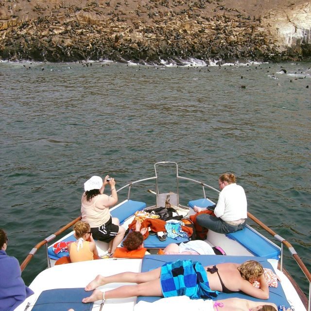 Palomino Islands Yacht Tour and swim alongside the sea lions - Practical Details and What to Expect