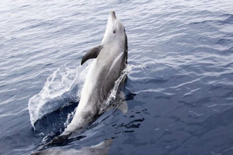 Panama City Beach: Dolphin Sightseeing Sail on the Footloose - Authentic Insights from Reviews
