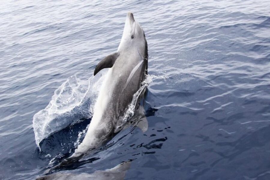 Panama City Beach: Dolphin Sightseeing Sail on the Footloose - Authentic Insights from Reviews