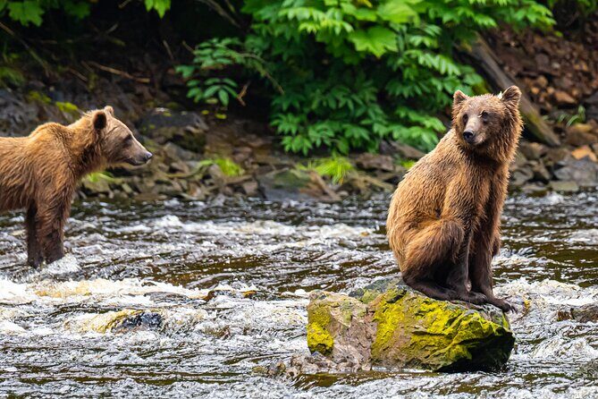 Peak Season Bear Viewing By Seaplane - Authentic Feedback from Travelers