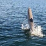 Pensacola Beach Sunset Dolphin Tour private up to 6 ppl - What past travelers say