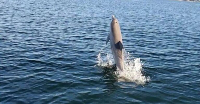 Pensacola Beach Sunset Dolphin Tour private up to 6 ppl - What past travelers say
