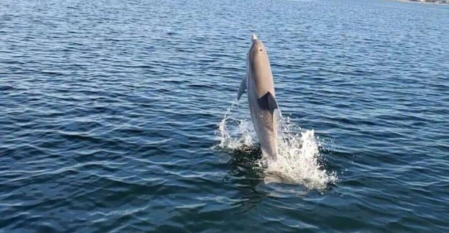 Pensacola Beach Sunset Dolphin Tour private up to 6 ppl - What past travelers say