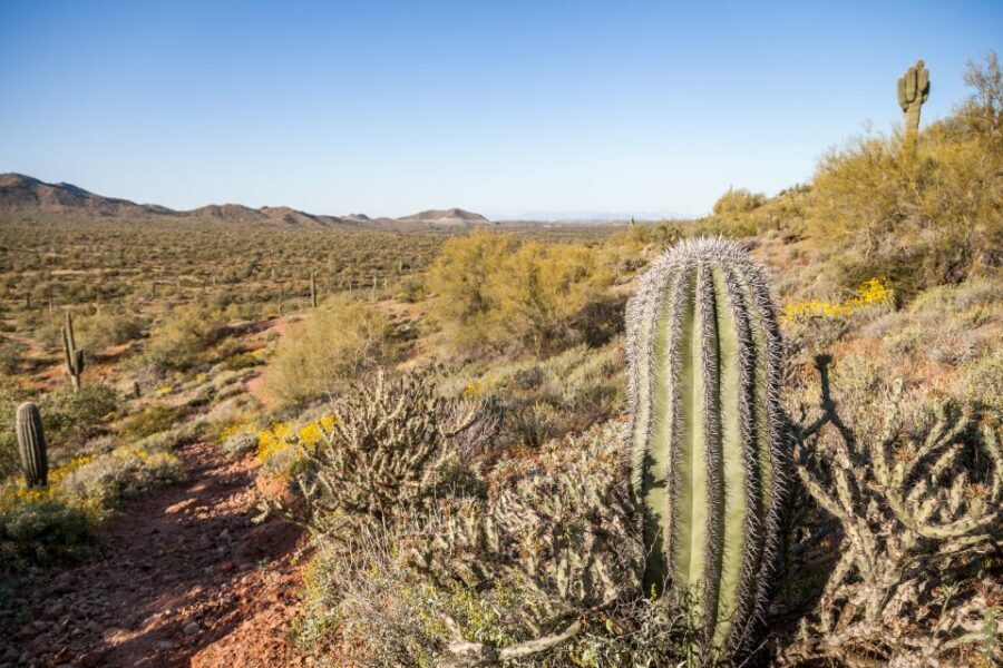 Phoenix/Scottsdale: Apache Trail Tour & Canyon Lake Cruise - In-Depth Breakdown of the Tour Experience