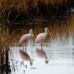 Photograph low country wildlife with a professional photographer - FAQ