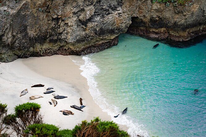 Point Lobos - A Private Charming Ocean Tour - The Use of the Pintours App
