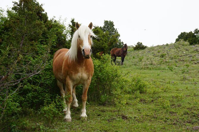 Pony Lead a Fun Experience for Young Children - A Closer Look at the Pony Ride Experience