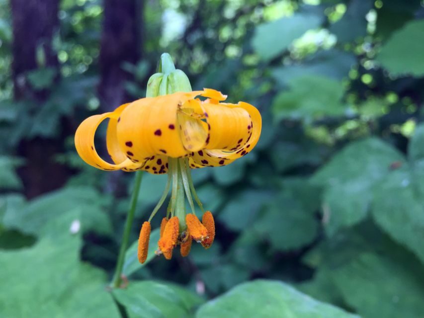 Portland: Silver Falls Hike - What Makes This Tour Stand Out?
