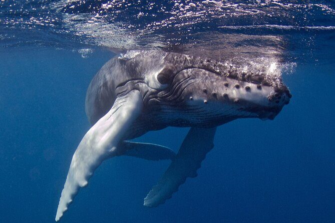 Premium Afternoon Scuba Charter for All Certified Diver Levels - Who Will Love This Tour?