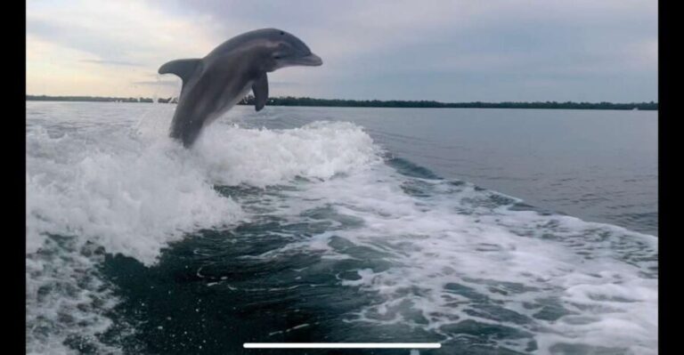 Private 2 Hour Dolphin & Eco Tour Marco Island, FL - Who Is This Tour Best For?