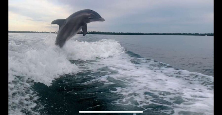 Private 2 Hour Dolphin & Eco Tour Marco Island, FL - Who Is This Tour Best For?