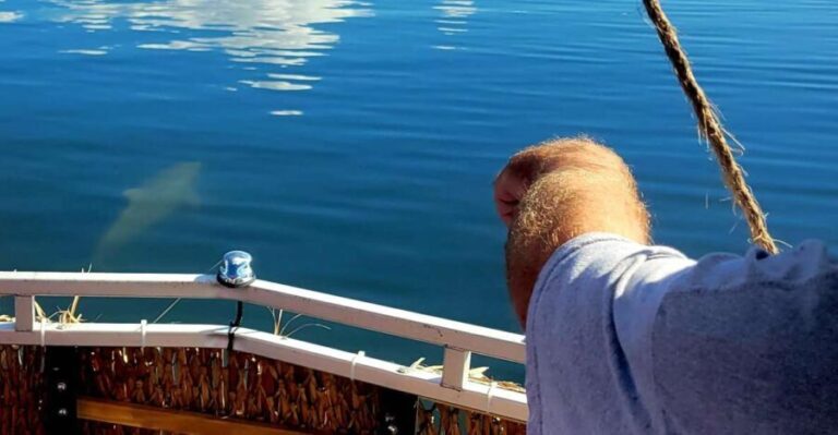 Private 2 hour Dolphin Sightseeing tour- Melbourne - The Value of the Experience