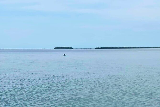 Private 2-Hour Dolphin Watching Cruise in St. Petersburg, FL - Authentic Experiences from Reviewers