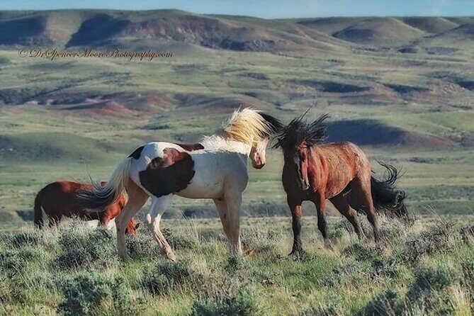 Private 4 Hour Red Canyon Wild Mustang Air Conditioned Van Tours - Is It Worth It?