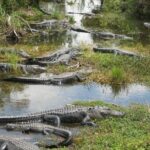 Private 4-hour Tour of Everglades from Miami Dade - Who Will Love This Tour?