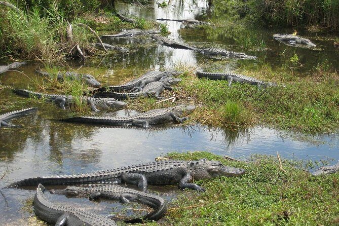 Private 4-hour Tour of Everglades from Miami Dade - Who Will Love This Tour?