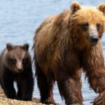 Private Bear Viewing By Seaplane - The Value: Is It Worth the Cost?