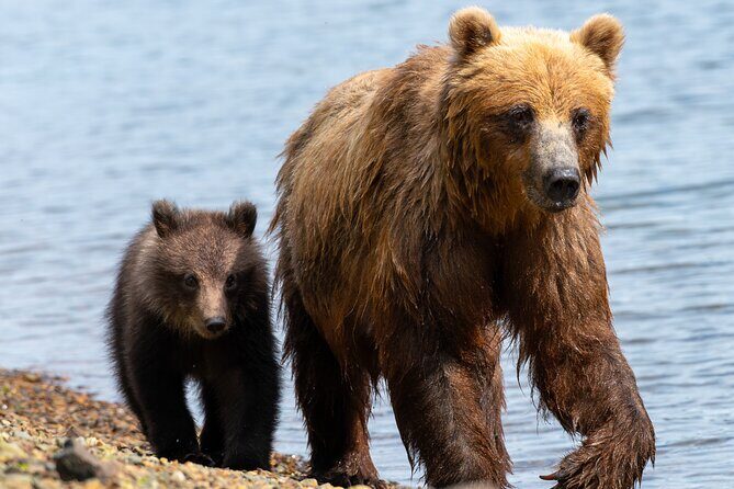 Private Bear Viewing By Seaplane - The Value: Is It Worth the Cost?