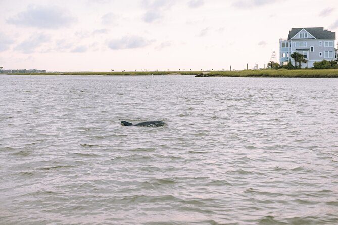 Private Charleston Dolphin Tour - Why This Tour Offers Excellent Value
