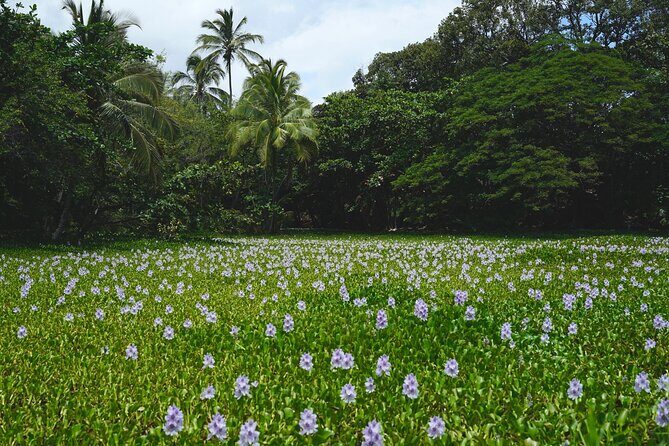 Private Customized Big Island Adventure Tour (4-6 Hours) - Authentic Experiences and Honest Insights