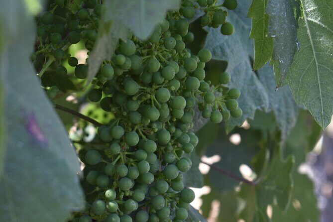 Private, Customized Napa Valley Wine Tasting Tour 6To14 passenger - Detailed Breakdown of the Napa Valley Private Tour