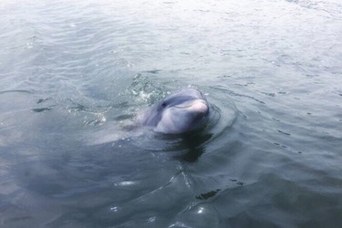 Private Disappearing Island Dolphin Tour - The Value of the Tour
