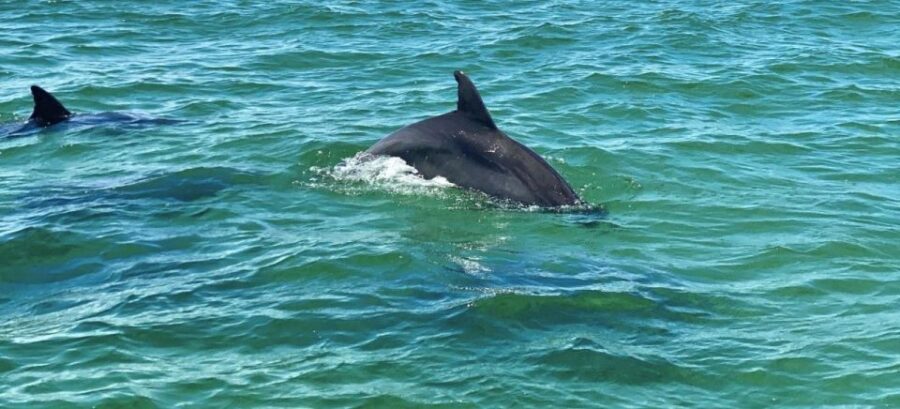 Private Dolphin Tour with Secluded Beach/Snorkel Stop - Price & Value Analysis