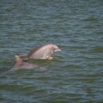 Private dolphin tours in the amazing Savannah Marsh - Why This Tour Offers Great Value