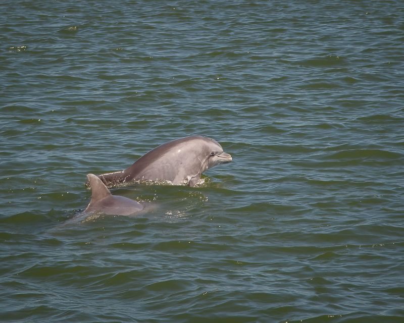 Private dolphin tours in the amazing Savannah Marsh - Why This Tour Offers Great Value