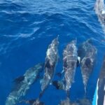 Private Dolphin Watch Boat Tour Port Aransas Texas - Who Is This Tour Perfect For?