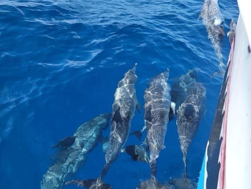 Private Dolphin Watch Boat Tour Port Aransas Texas - Who Is This Tour Perfect For?