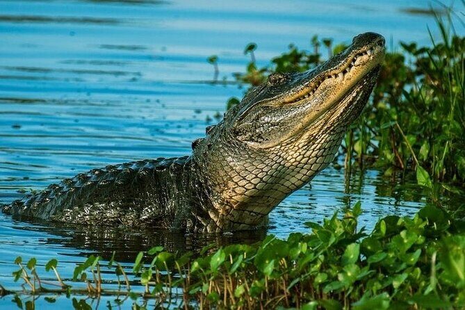 Private Everglades Tour: Explore the Beauty of the Everglades - The Itinerary in Detail