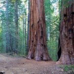 Private Giant Sequoia Grove Hike - Final Thoughts: Is It Worth It?