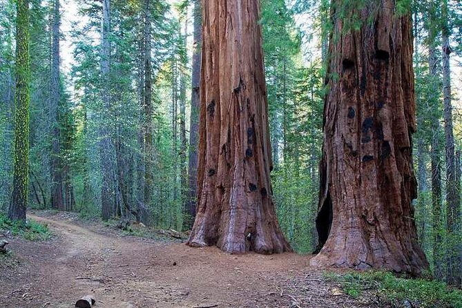 Private Giant Sequoia Grove Hike - Final Thoughts: Is It Worth It?