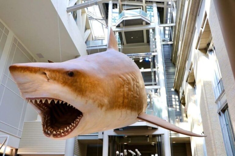 Private Guided Tour of The Natural History Museum - What to Expect from the Tour