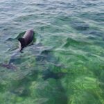 Private Morning Tiki Boat Eco Cruise in Key West - Who Should Consider This Tour?