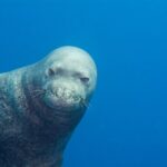 Private Niihau Scenic Snorkel - Practical Details and Considerations