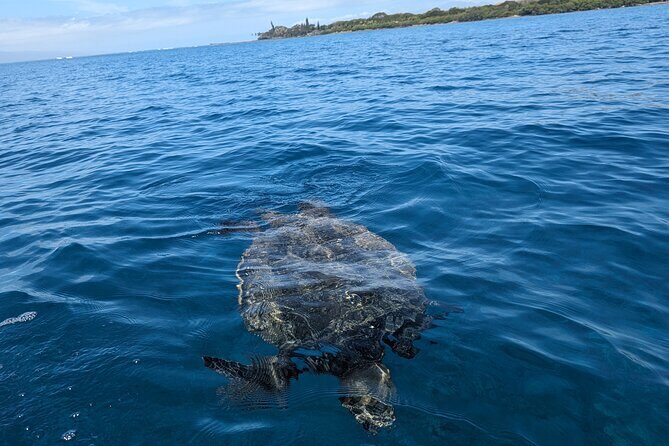 Private Scenic and Reef Snorkeling Kayak Adventure in West Maui - The Value of This Tour