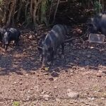 Private Shore Excursion Hilo Land of Frozen Fire up to 14 - Who Would Love This Tour?