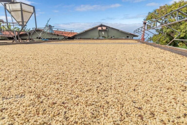 Private Shore Excursion Kona Coffee & National Historic Park - Practical Details and What to Expect